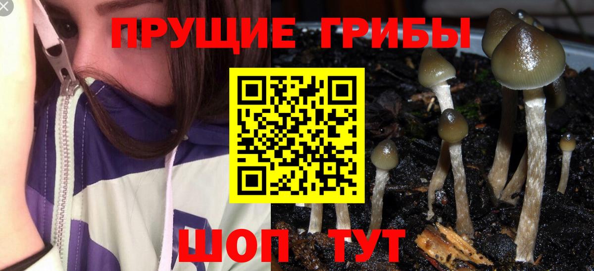 цена   Вход с VPN  Россошь  Псилоцибиновые грибы Psilocybine cubensis 